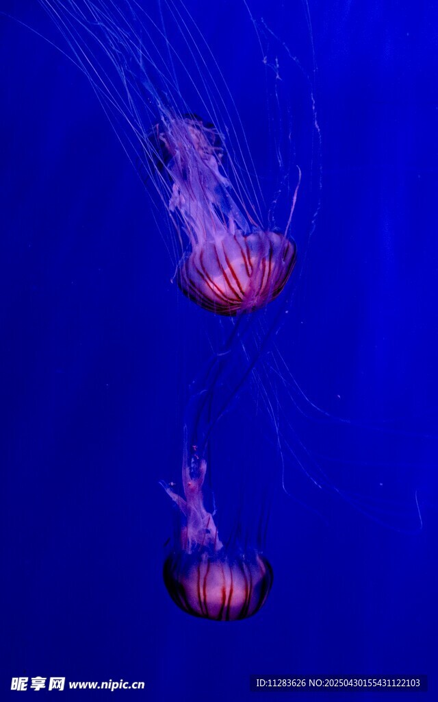 深海中的梦幻水母