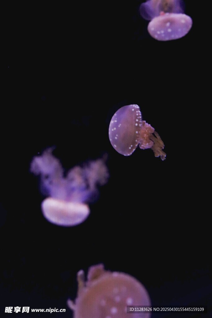 梦幻紫水母在水中飘逸