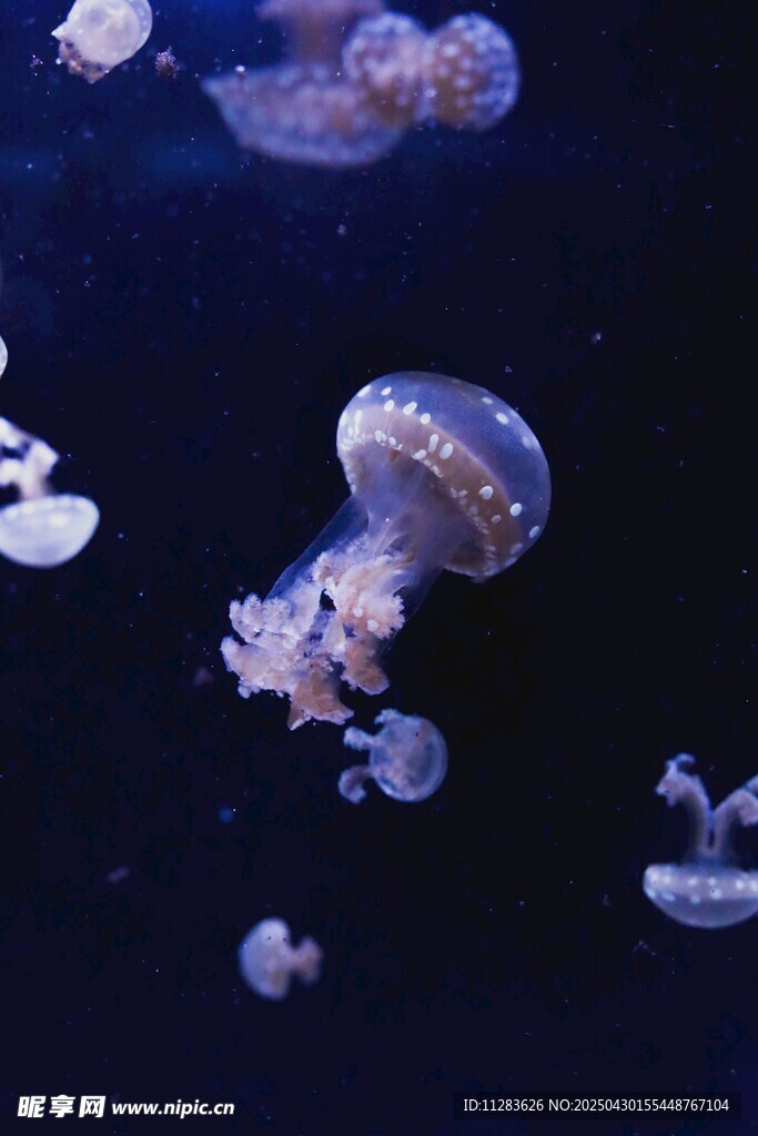 梦幻水母在深海中游动