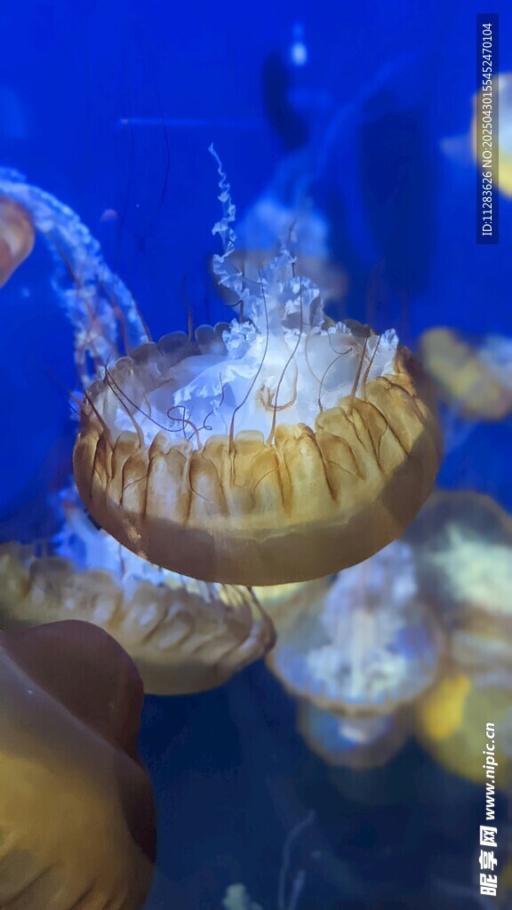 手触梦幻水母