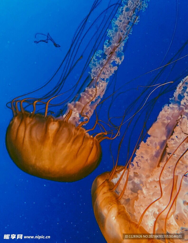 海洋中的梦幻水母