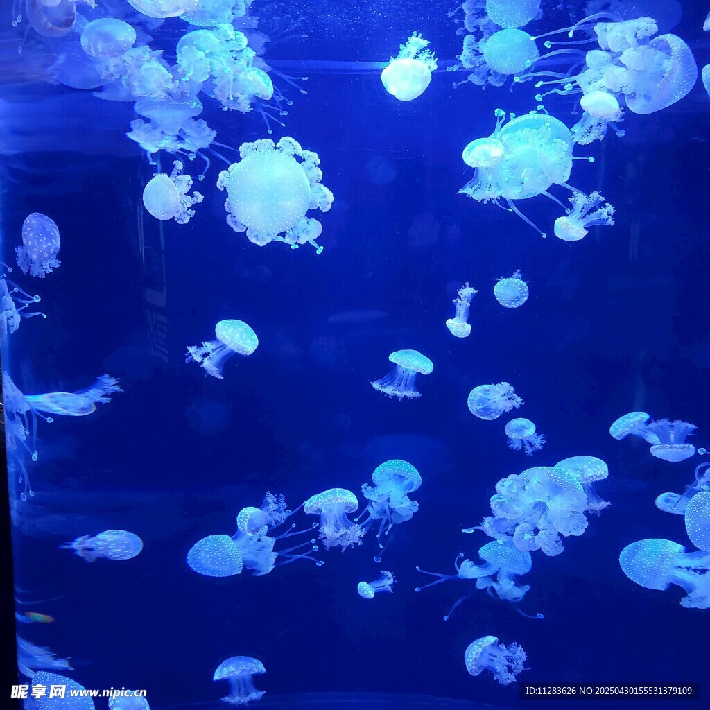 梦幻水母在水中悠然游动