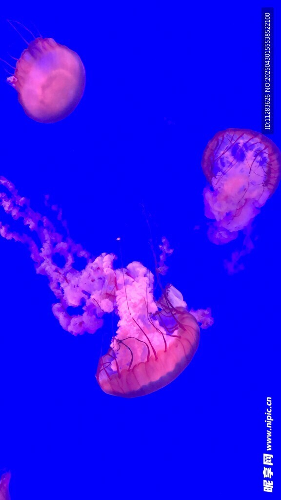 梦幻蓝背景下的灵动水母