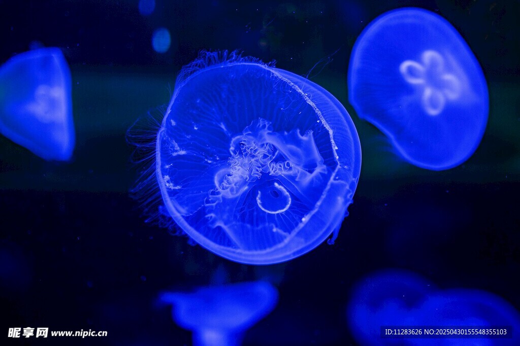 梦幻蓝色水母在水中游动