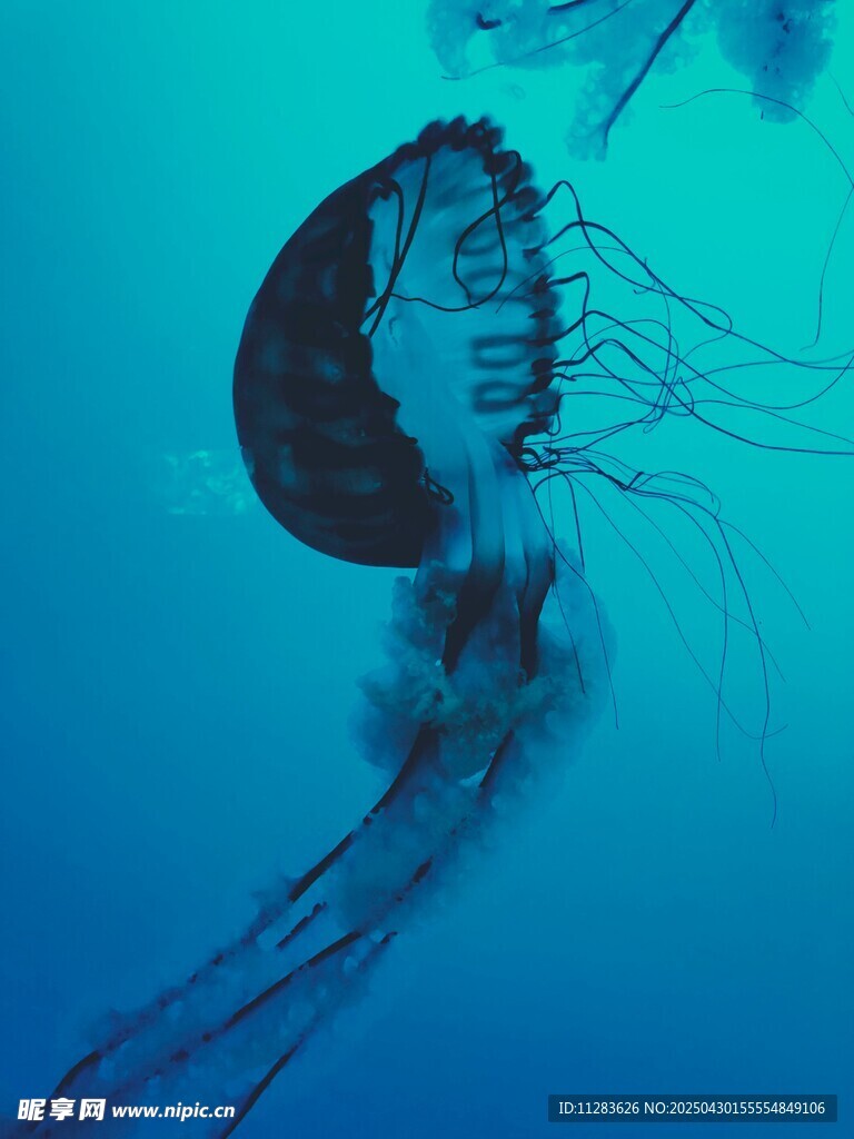 深海中游动的神秘水母
