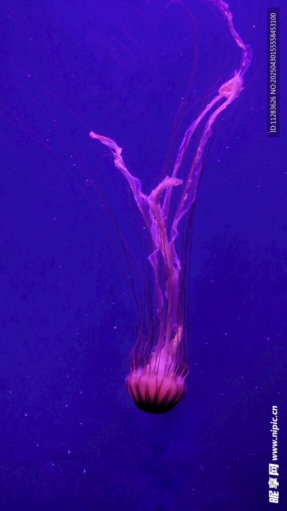 梦幻紫色水母水中摇曳