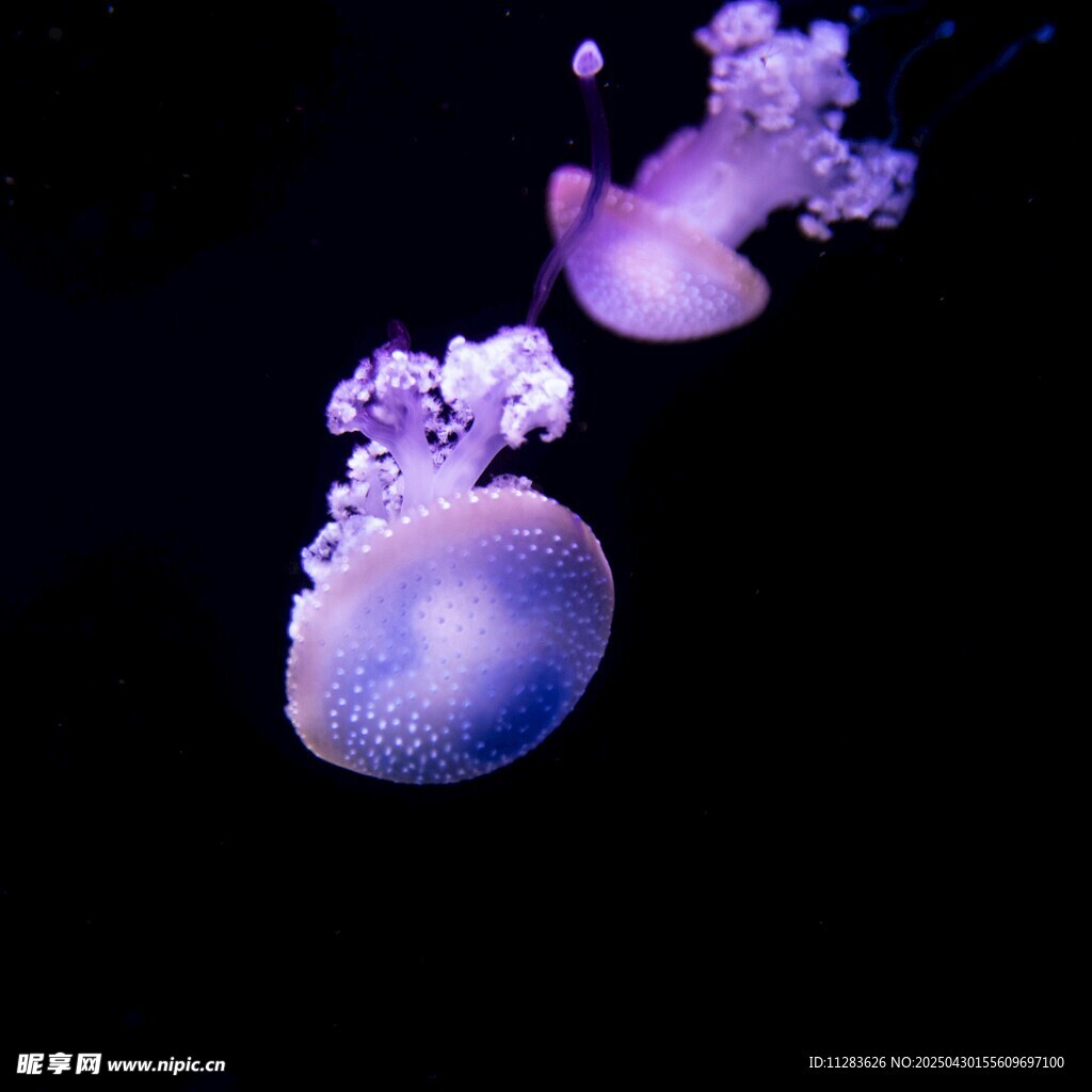 梦幻紫色水母在水中游动