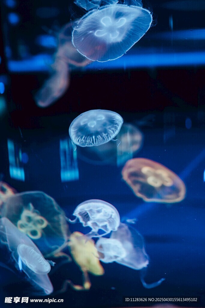 梦幻水母在水中轻盈游动