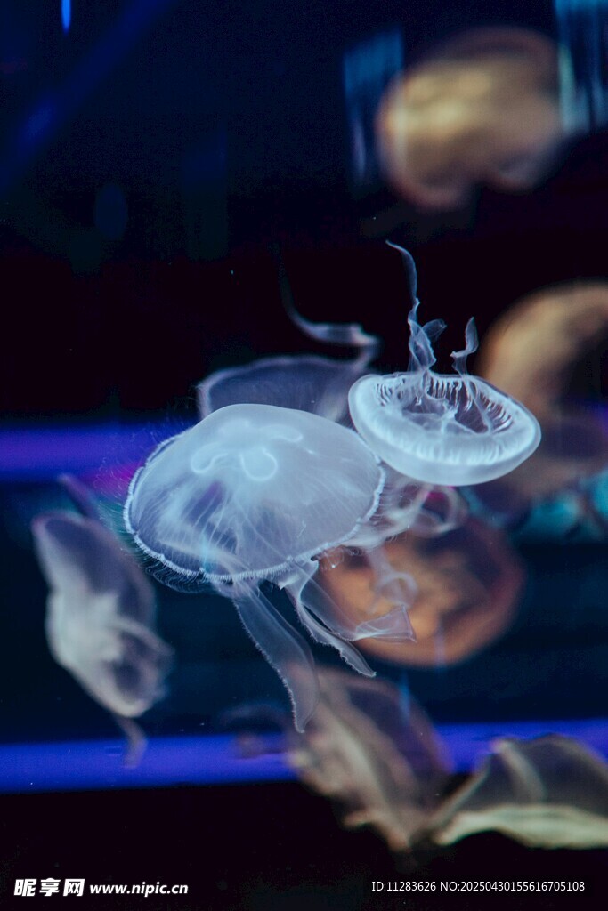 梦幻水母水中轻盈舞动