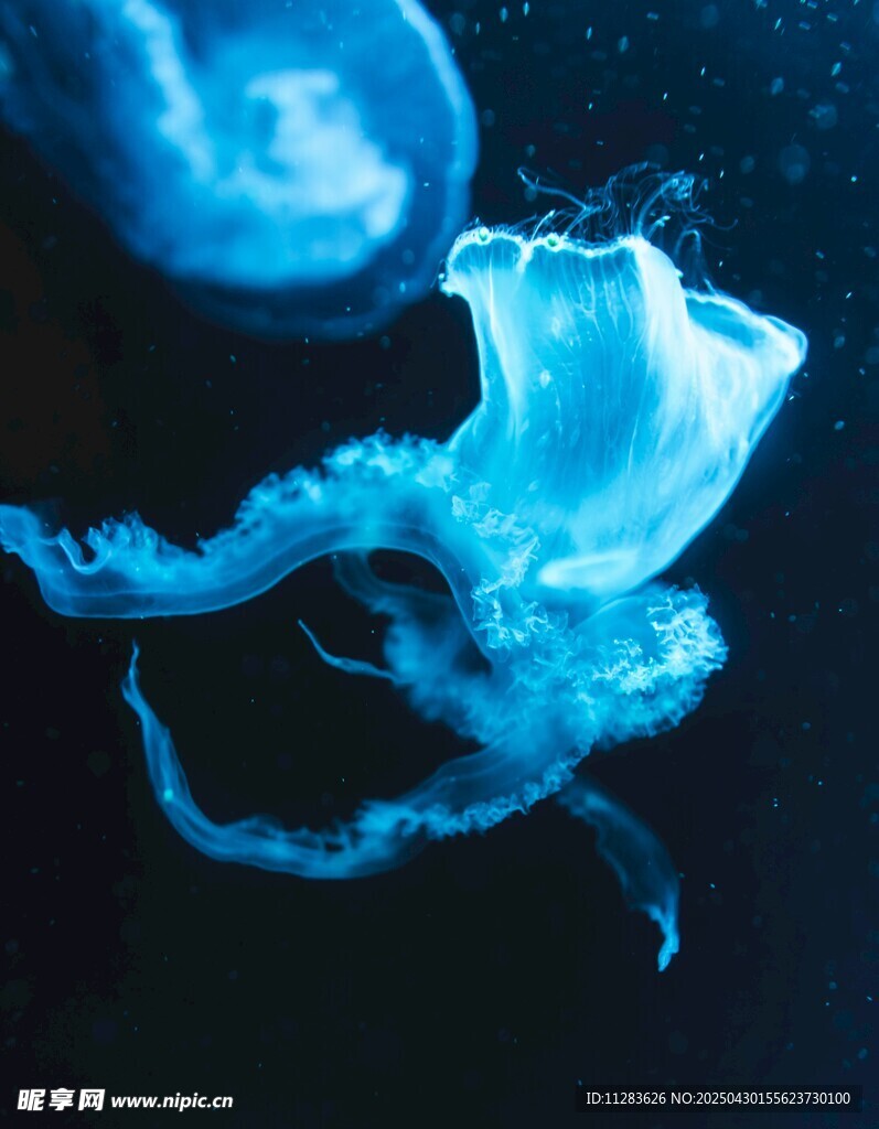 梦幻蓝色水母在水中游动