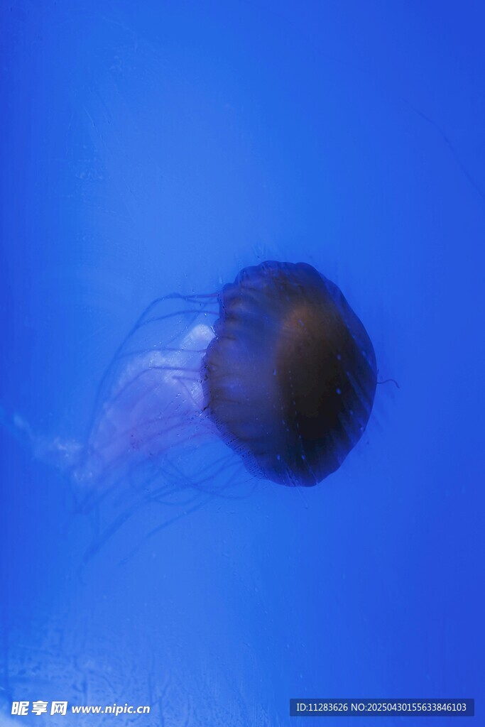 深海中的神秘水母