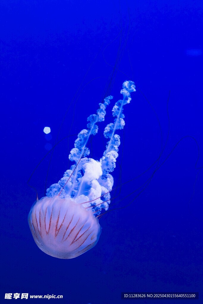深海中游动的梦幻水母