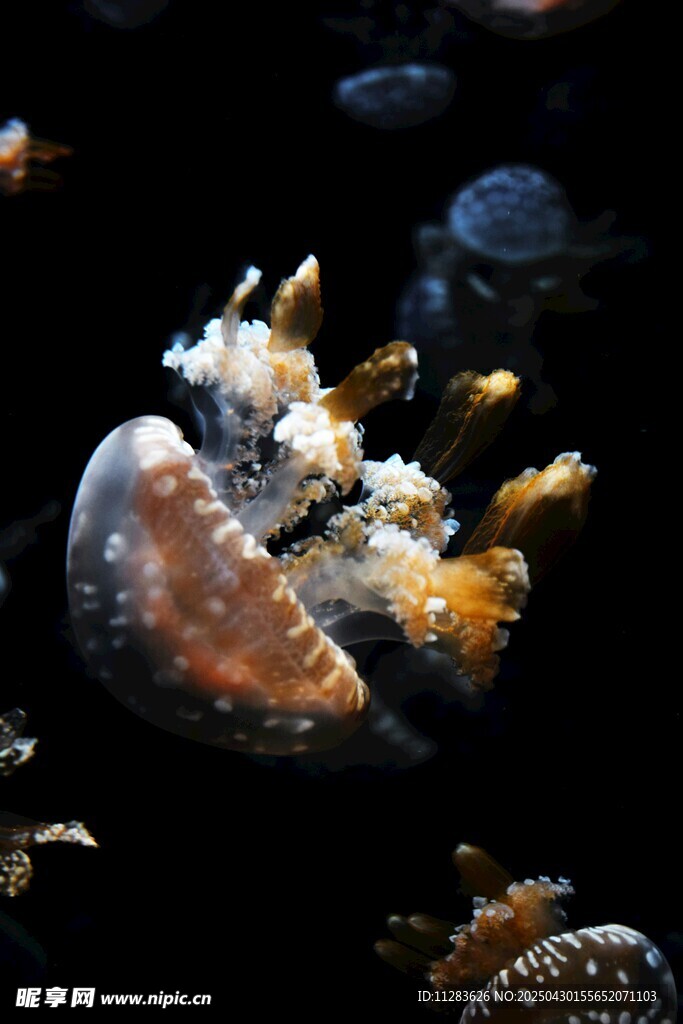 梦幻水母在水中优雅舞动
