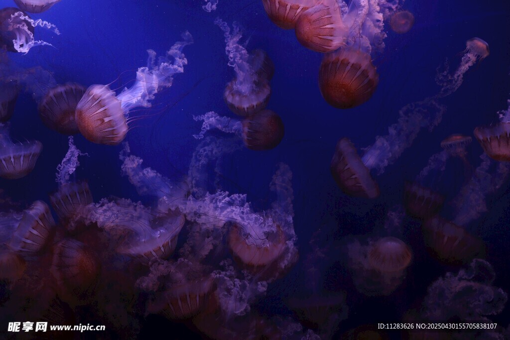 梦幻水母在深海中游动
