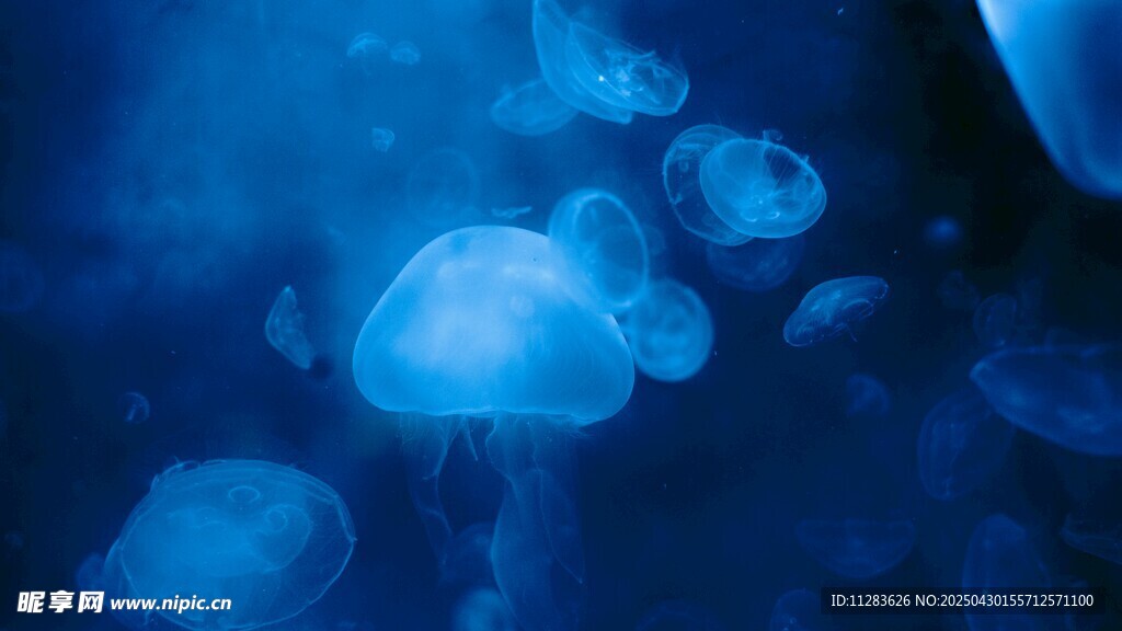 梦幻蓝色水母群