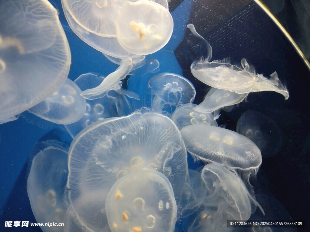梦幻水母在水中轻盈游动
