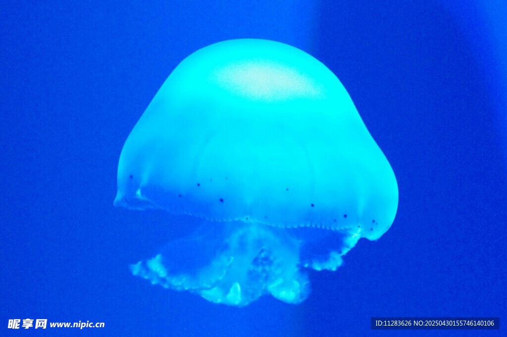 梦幻蓝色水母