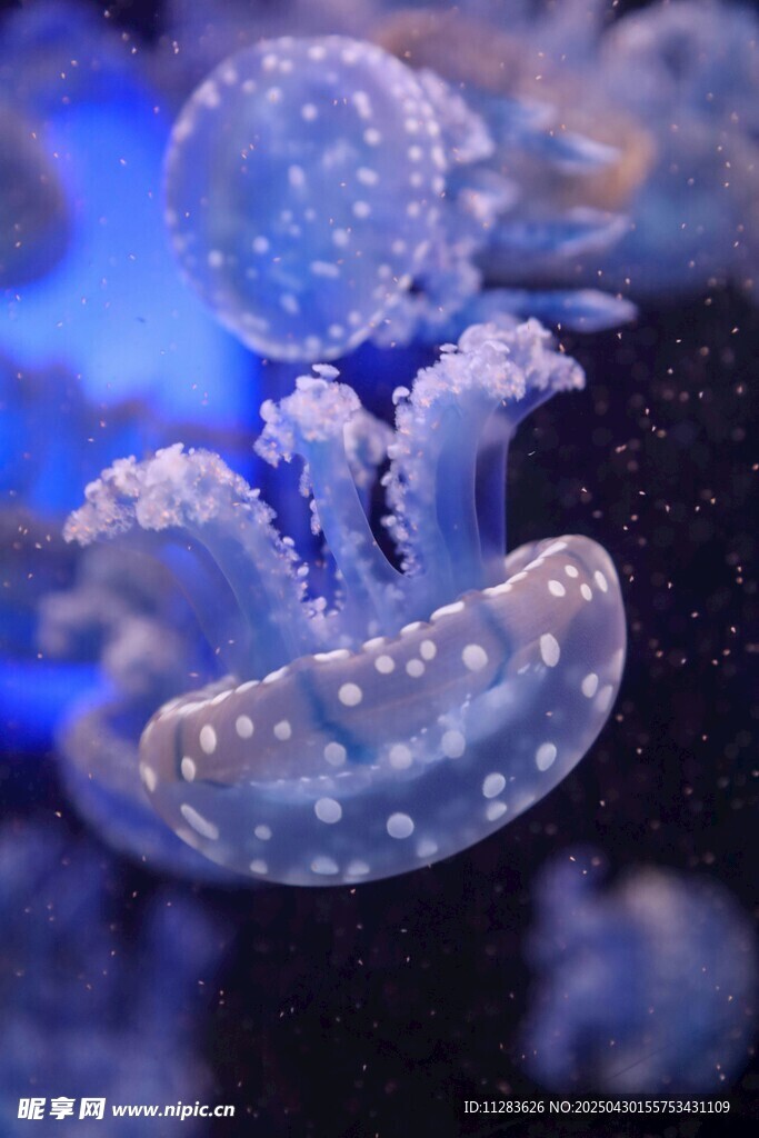 梦幻水母在水中轻盈舞动