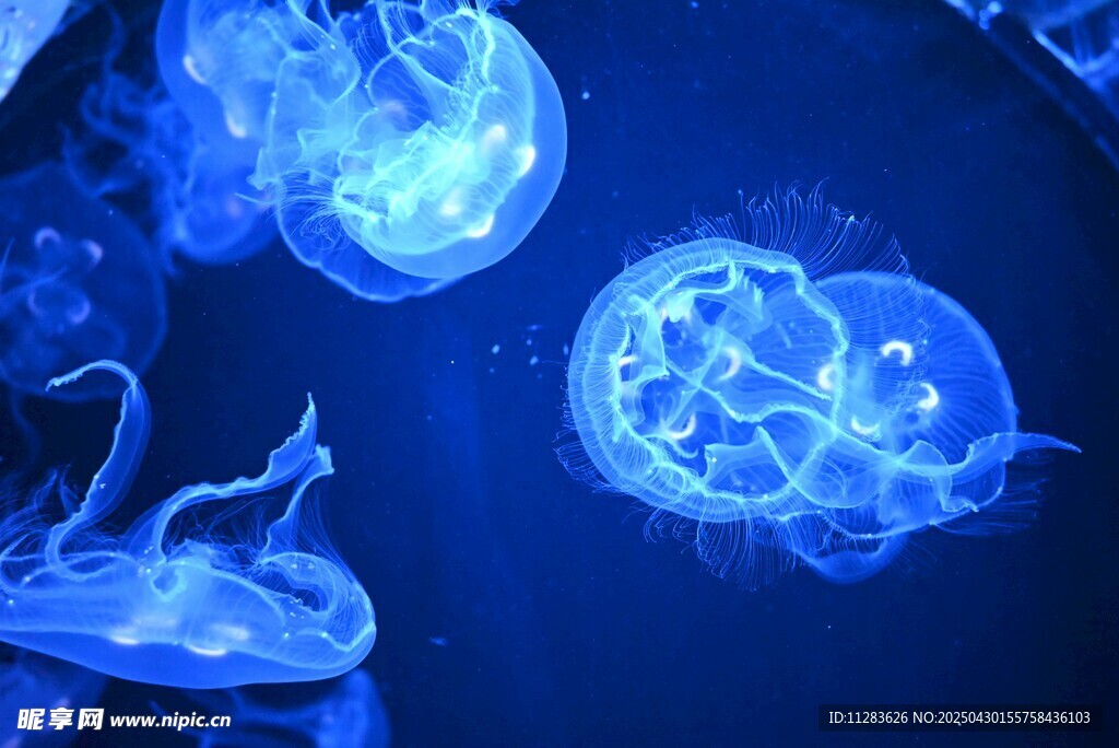 梦幻蓝色水母在水中游动