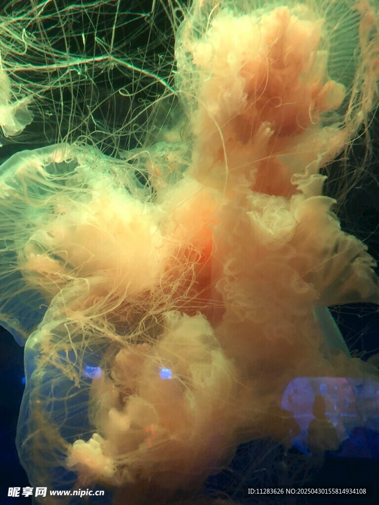 梦幻水母绽放绚丽色彩