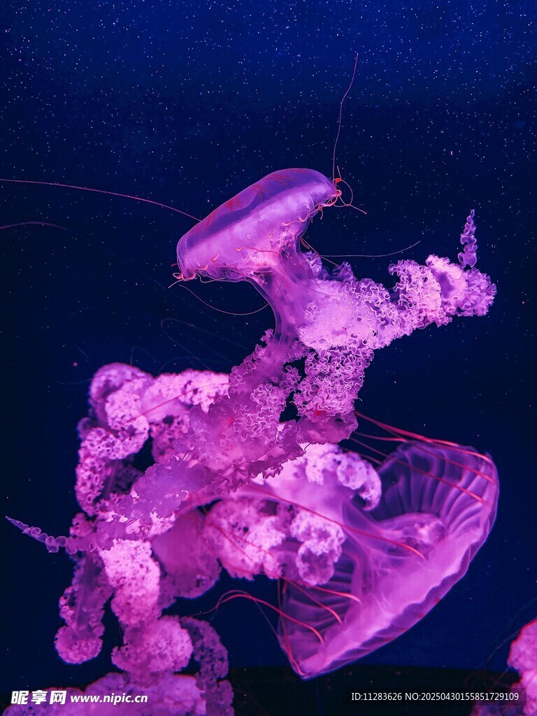 梦幻紫色水母在水中舞动