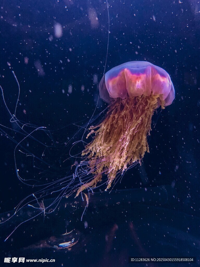 梦幻水母在深海中飘逸
