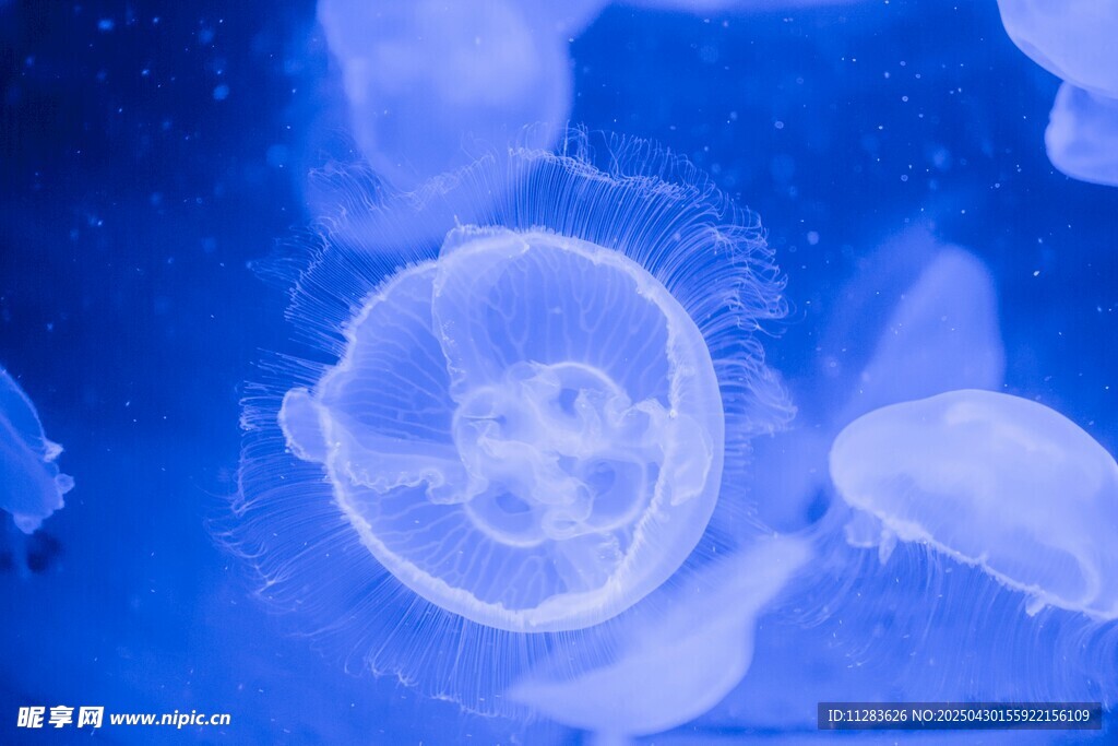 梦幻水母在水中悠然游动
