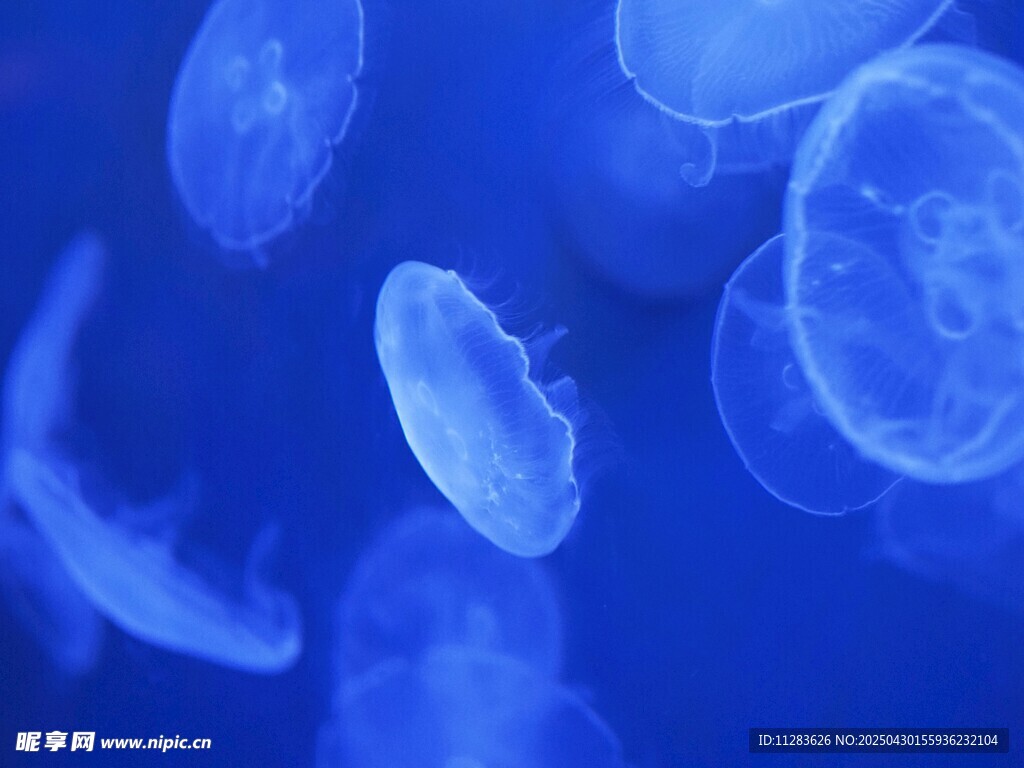 梦幻蓝色水母群