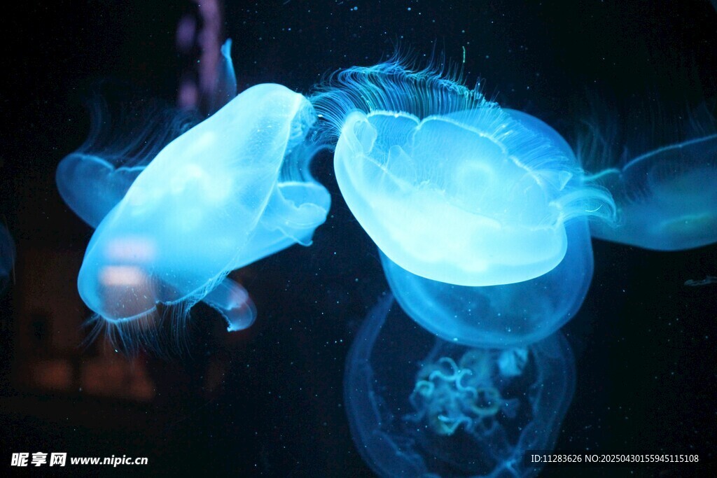 梦幻蓝色水母水中摇曳