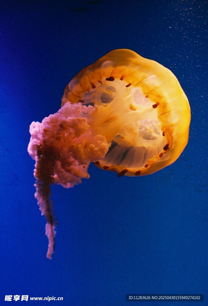 梦幻水母在蓝色海洋中游动