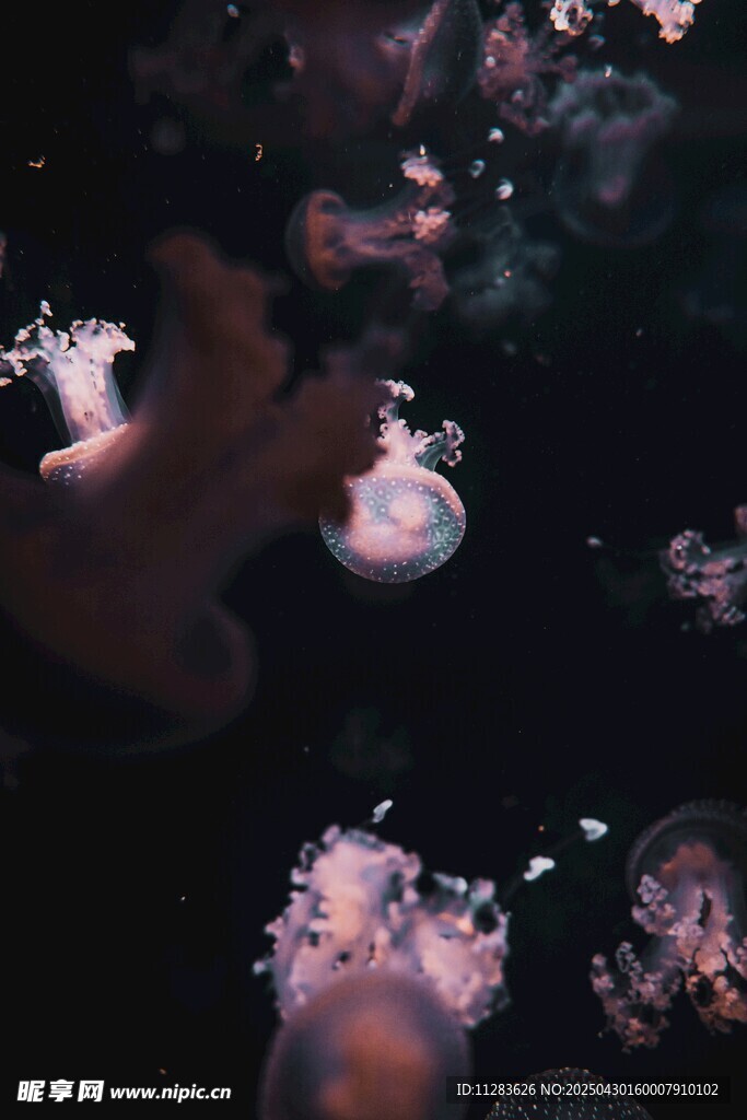 梦幻水母在水中轻盈舞动