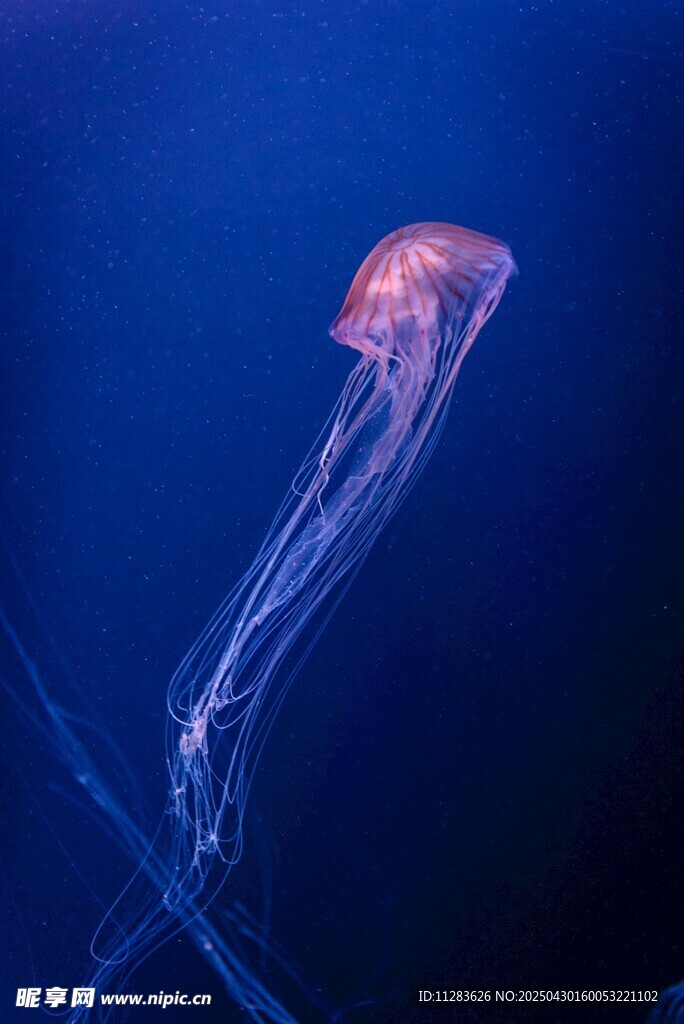 深海中的梦幻水母