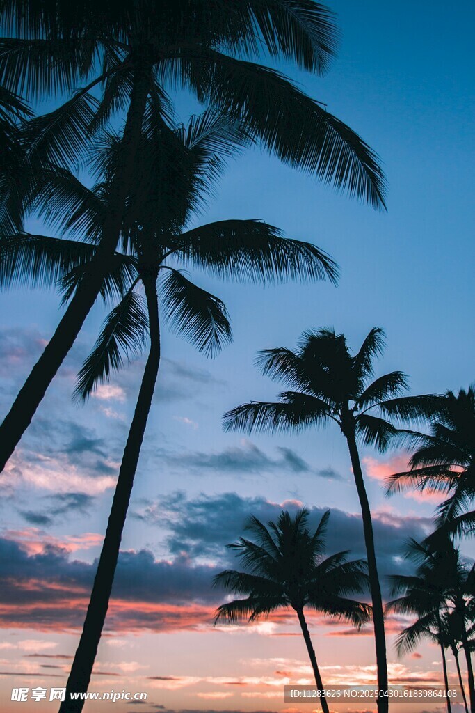 夕阳下的椰林美景