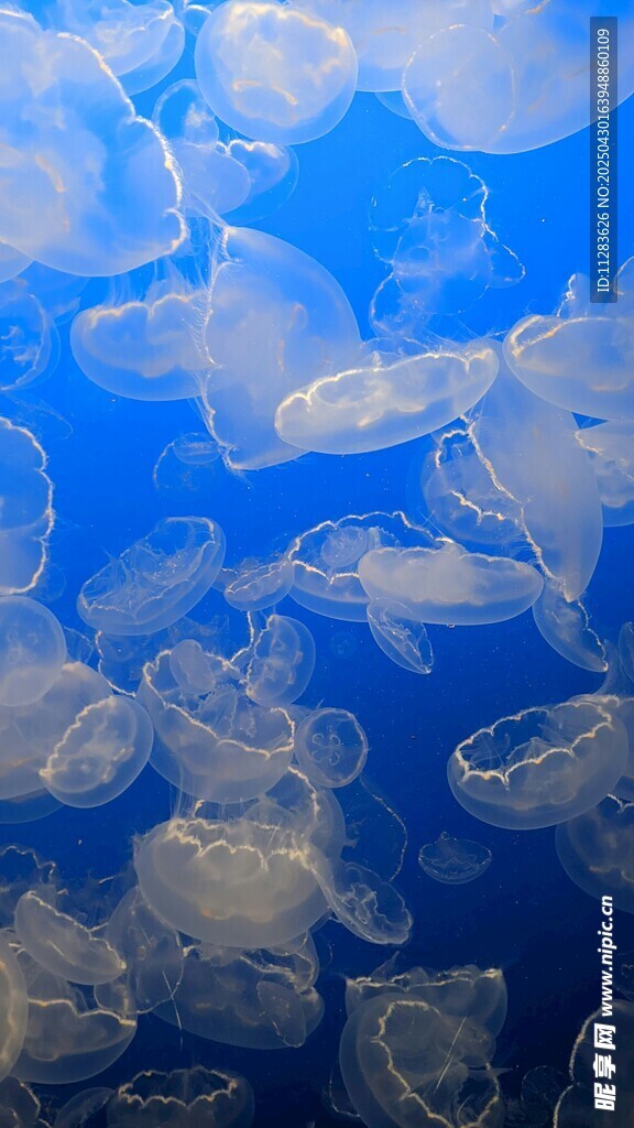 梦幻水母在蓝色海洋中游动