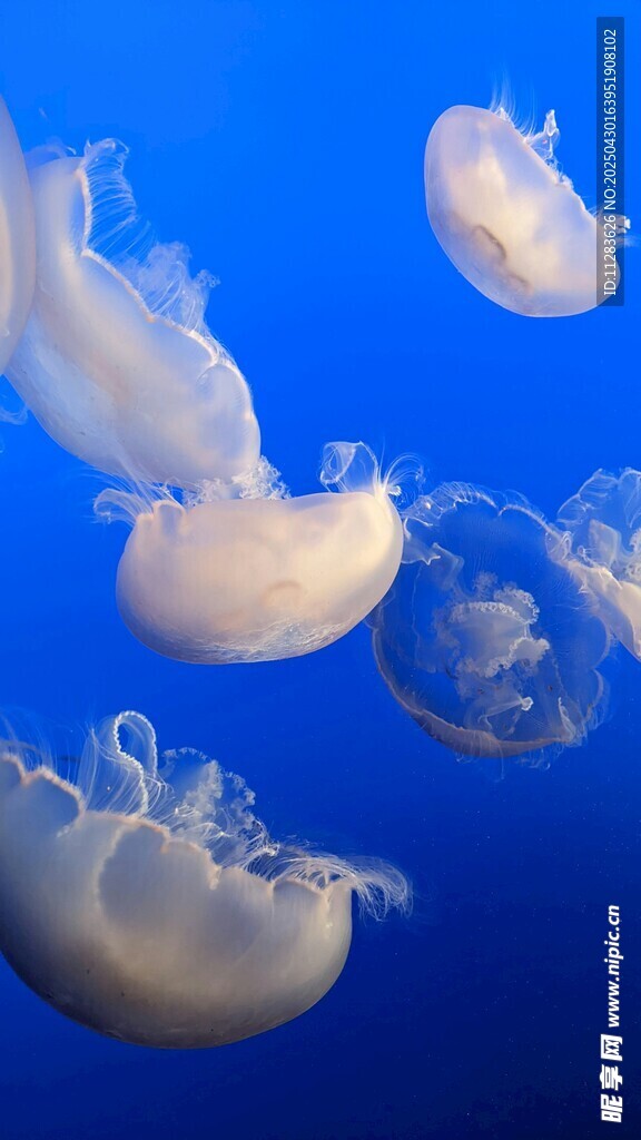 梦幻水母在蓝色海洋中游动