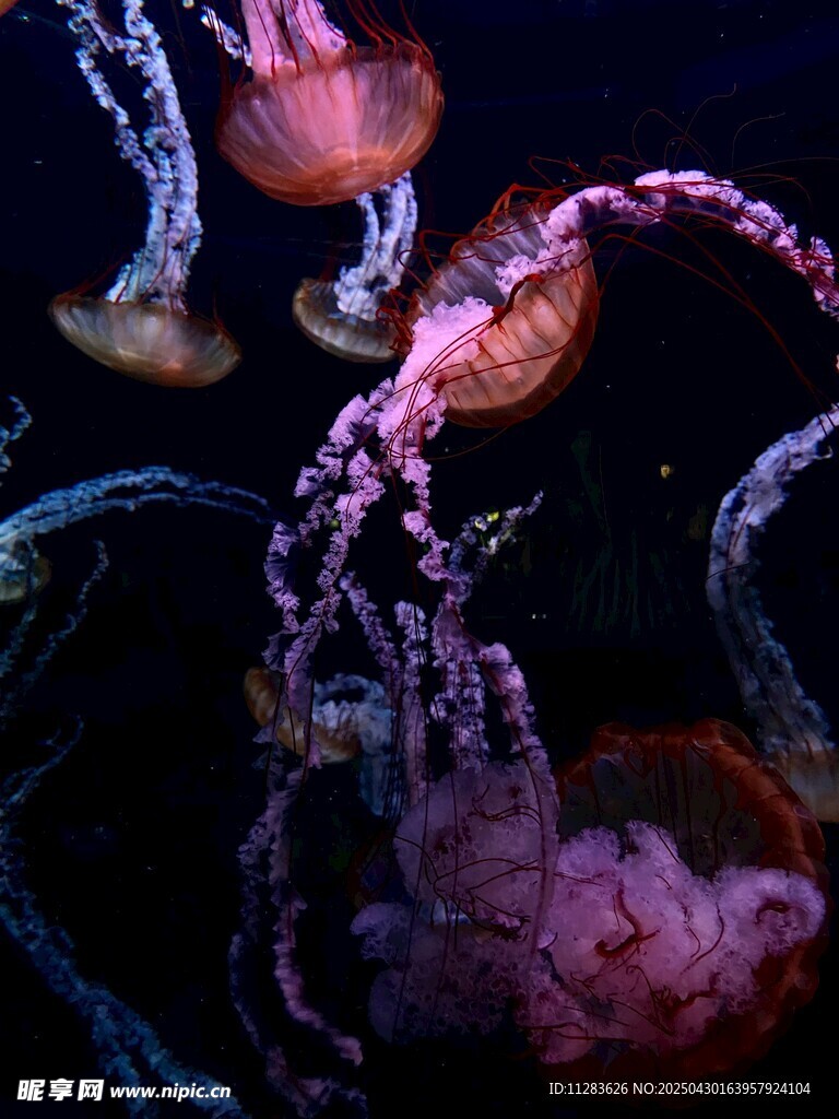 梦幻水母在水中优雅舞动