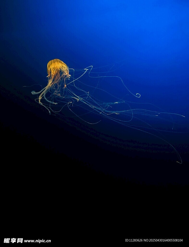 深海中的梦幻水母