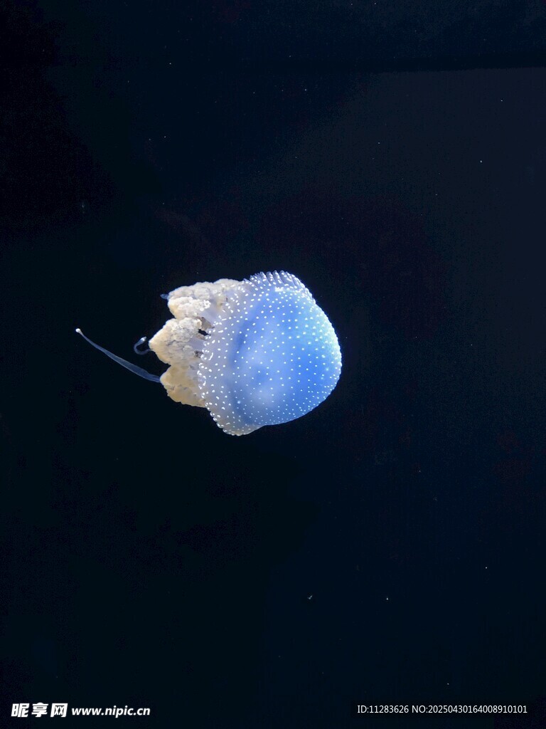 梦幻蓝色水母在水中游动