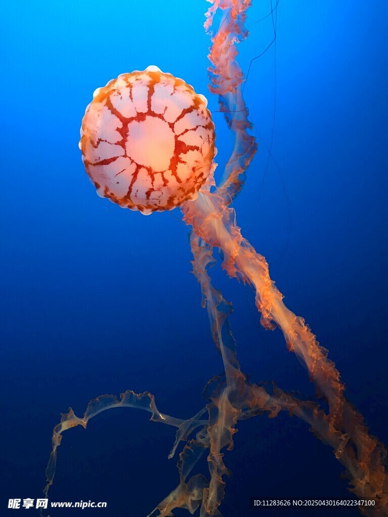 深海中的绚丽水母