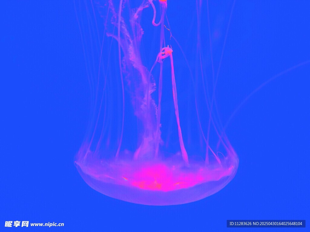 梦幻粉色水母在蓝色中游动