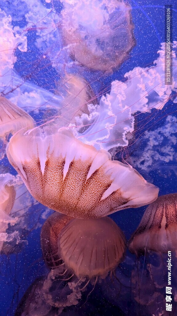 梦幻水母在水中飘逸