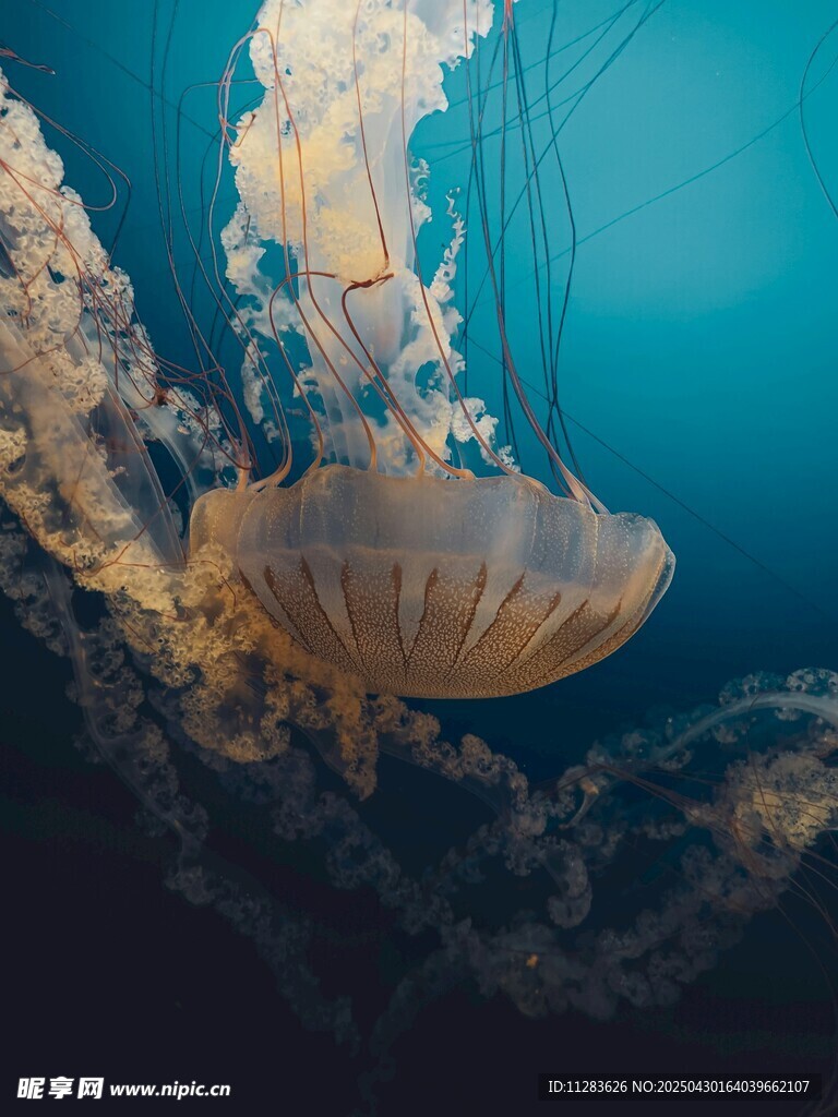 梦幻水母在深海中悠游