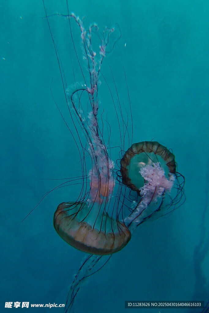 蓝色海水中的梦幻水母