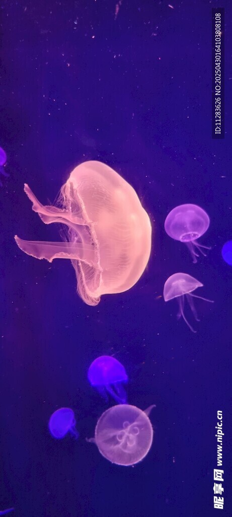梦幻水母在紫色海洋中游动
