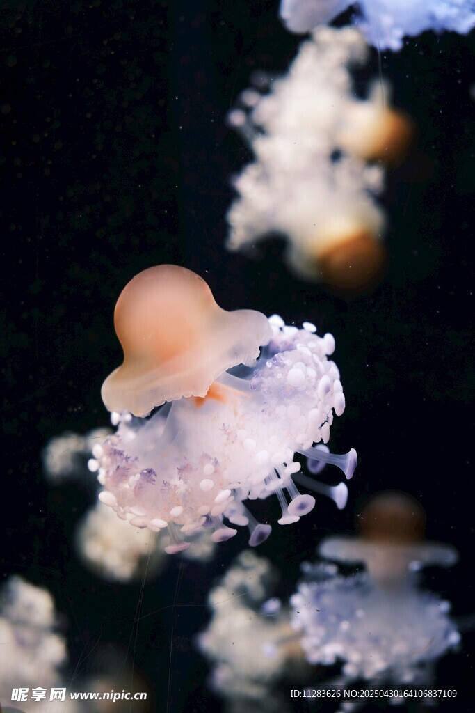 梦幻水母在水中轻盈游动