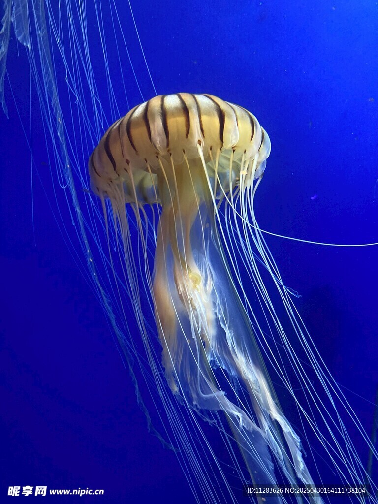 梦幻水母在蓝色海洋中游动