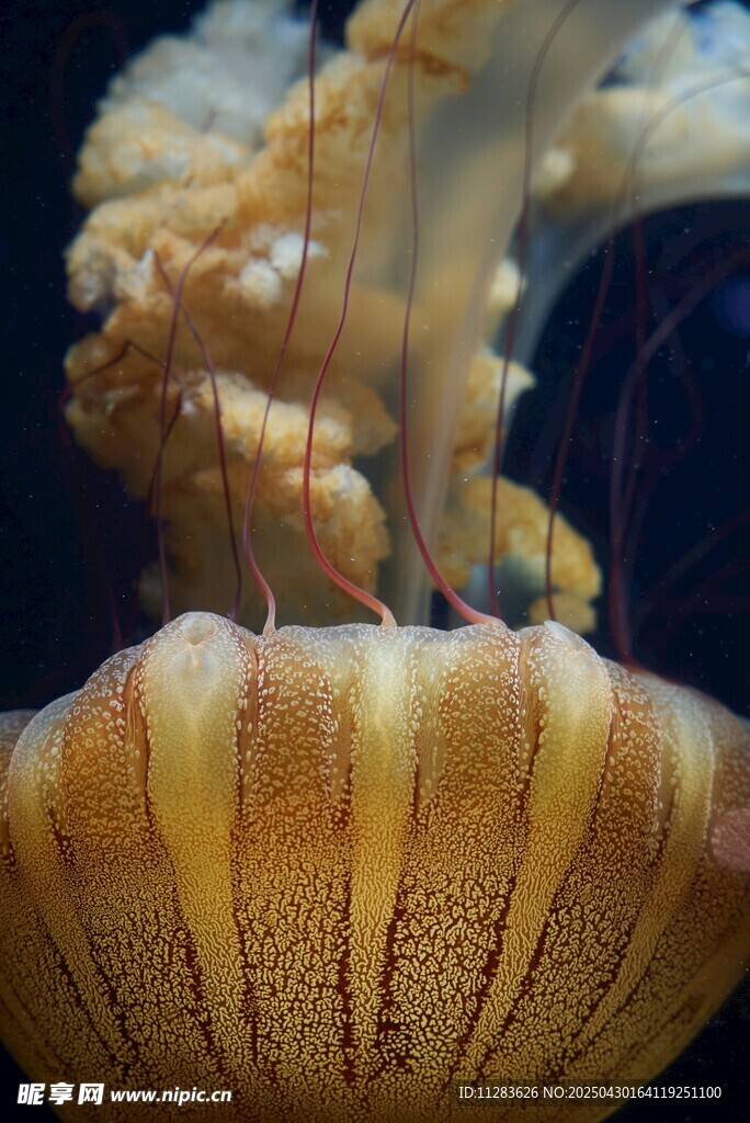 梦幻水母特写