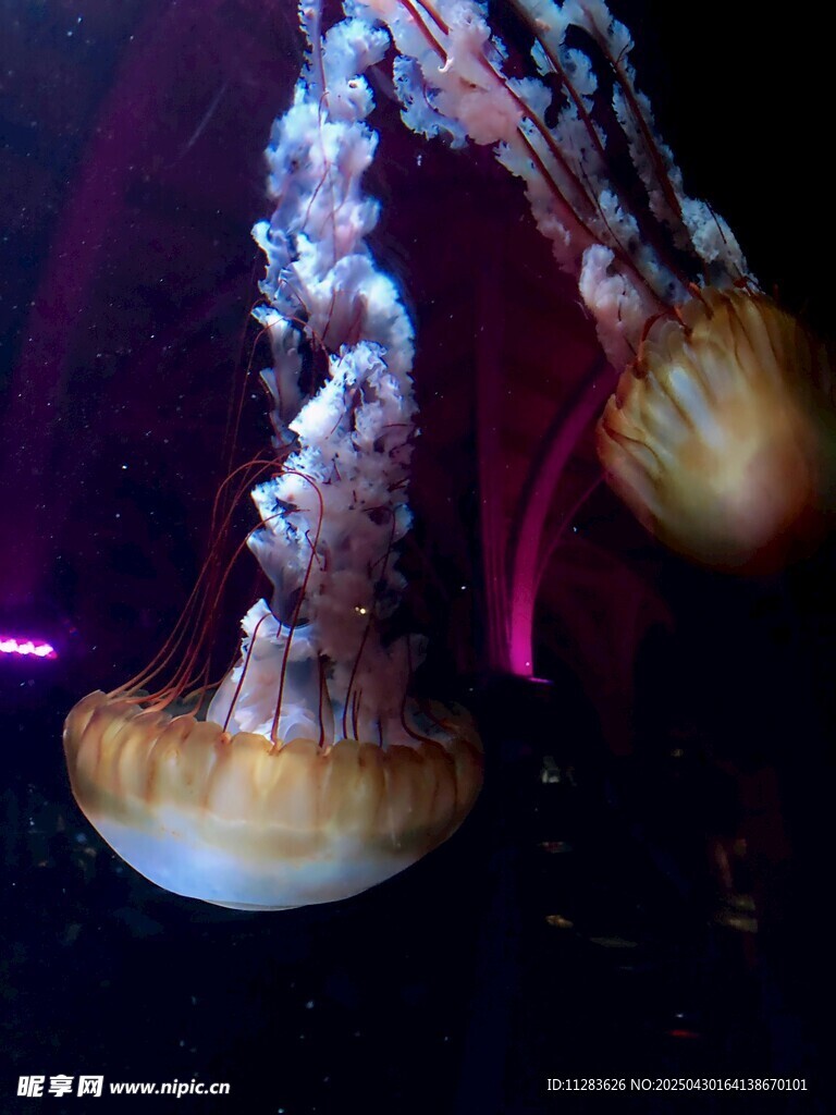 梦幻水母在水中优雅游动