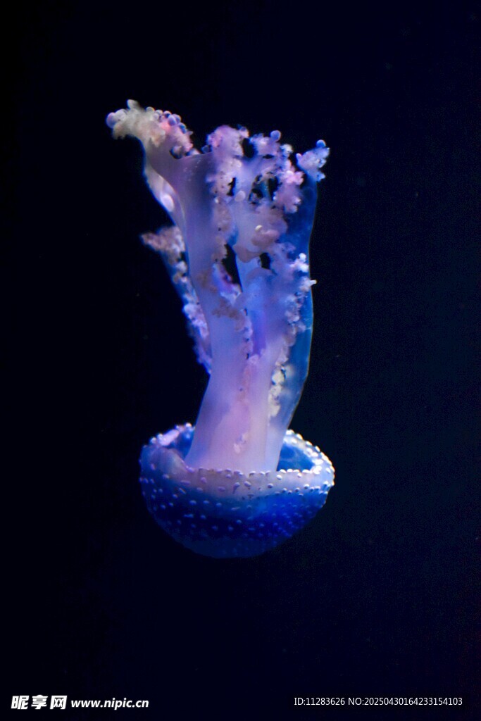 梦幻水母绽放绚丽光彩