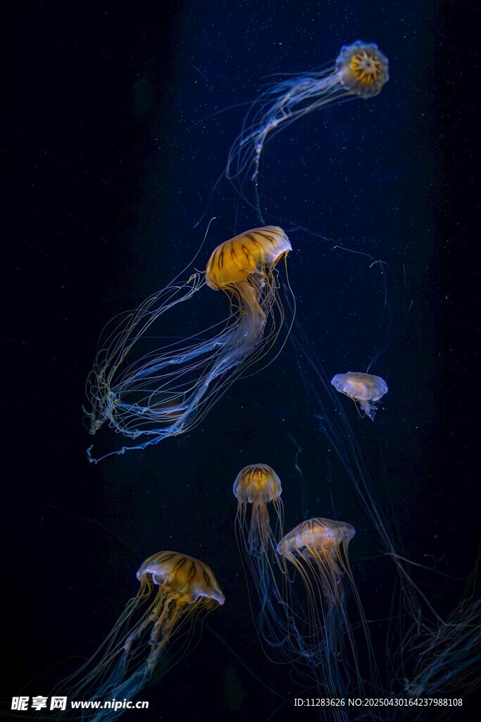 梦幻水母在深海中飘逸